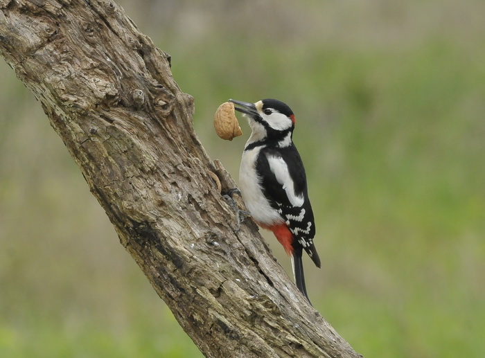 Picchio rosso maggiore - Dendrocopus major